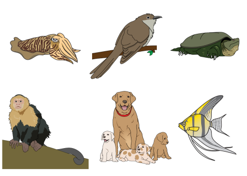 variety of animal illustrations